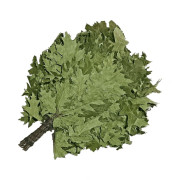 Веник дубовый